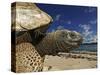 Giant Tortoise on the Beach-Martin Harvey-Stretched Canvas