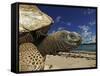 Giant Tortoise on the Beach-Martin Harvey-Framed Stretched Canvas