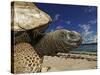 Giant Tortoise on the Beach-Martin Harvey-Stretched Canvas