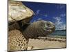 Giant Tortoise on the Beach-Martin Harvey-Mounted Photographic Print