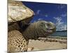 Giant Tortoise on the Beach-Martin Harvey-Mounted Photographic Print
