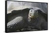 Giant Tortoise-DLILLC-Framed Stretched Canvas