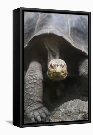 Giant Tortoise-DLILLC-Framed Stretched Canvas