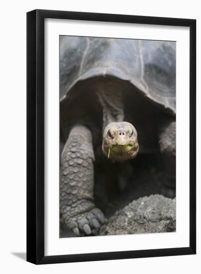 Giant Tortoise-DLILLC-Framed Premium Photographic Print