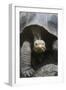 Giant Tortoise-DLILLC-Framed Premium Photographic Print