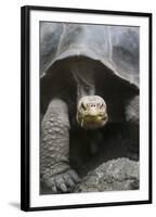 Giant Tortoise-DLILLC-Framed Premium Photographic Print