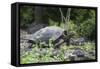 Giant Tortoise-DLILLC-Framed Stretched Canvas