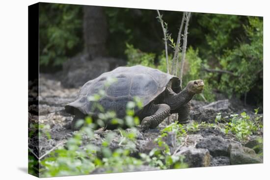 Giant Tortoise-DLILLC-Stretched Canvas