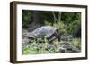 Giant Tortoise-DLILLC-Framed Photographic Print