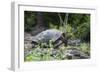 Giant Tortoise-DLILLC-Framed Photographic Print