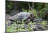 Giant Tortoise-DLILLC-Mounted Photographic Print