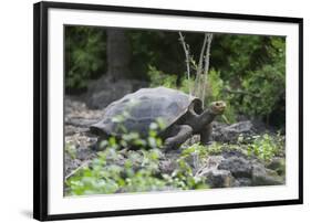 Giant Tortoise-DLILLC-Framed Photographic Print