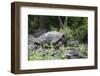 Giant Tortoise-DLILLC-Framed Photographic Print