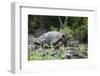 Giant Tortoise-DLILLC-Framed Photographic Print