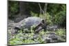 Giant Tortoise-DLILLC-Mounted Photographic Print