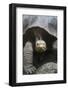 Giant Tortoise-DLILLC-Framed Photographic Print