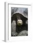 Giant Tortoise-DLILLC-Framed Photographic Print