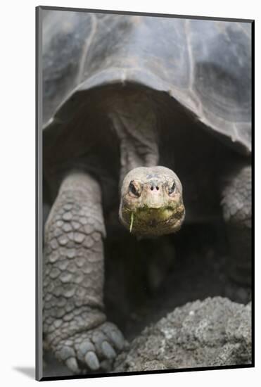 Giant Tortoise-DLILLC-Mounted Photographic Print