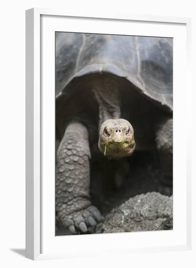 Giant Tortoise-DLILLC-Framed Photographic Print