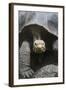 Giant Tortoise-DLILLC-Framed Photographic Print