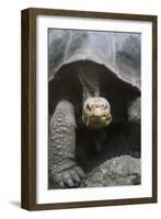 Giant Tortoise-DLILLC-Framed Photographic Print