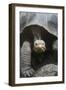 Giant Tortoise-DLILLC-Framed Photographic Print