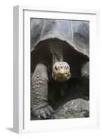 Giant Tortoise-DLILLC-Framed Photographic Print