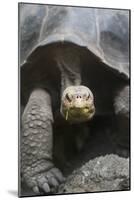 Giant Tortoise-DLILLC-Mounted Photographic Print