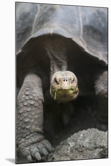 Giant Tortoise-DLILLC-Mounted Photographic Print