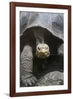 Giant Tortoise-DLILLC-Framed Photographic Print