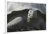 Giant Tortoise-DLILLC-Framed Photographic Print