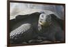 Giant Tortoise-DLILLC-Framed Photographic Print