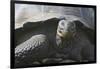 Giant Tortoise-DLILLC-Framed Photographic Print