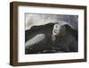 Giant Tortoise-DLILLC-Framed Photographic Print