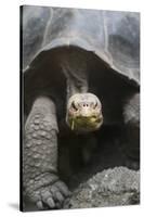 Giant Tortoise-DLILLC-Stretched Canvas