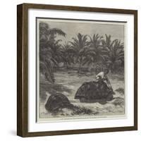 Giant Tortoises, from the Seychelles Islands, for the Zoological Society's Garden-null-Framed Giclee Print