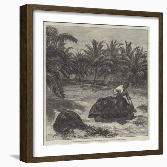 Giant Tortoises, from the Seychelles Islands, for the Zoological Society's Garden-null-Framed Giclee Print