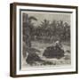 Giant Tortoises, from the Seychelles Islands, for the Zoological Society's Garden-null-Framed Giclee Print