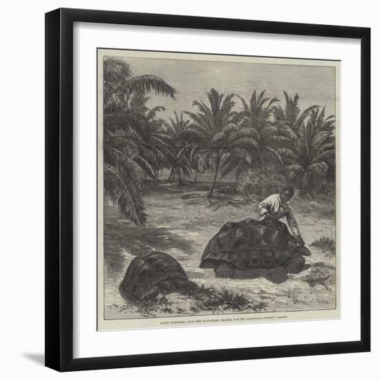 Giant Tortoises, from the Seychelles Islands, for the Zoological Society's Garden-null-Framed Giclee Print