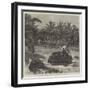 Giant Tortoises, from the Seychelles Islands, for the Zoological Society's Garden-null-Framed Giclee Print