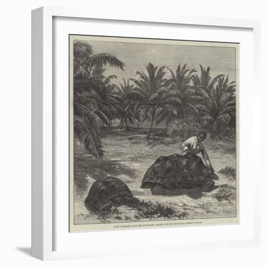 Giant Tortoises, from the Seychelles Islands, for the Zoological Society's Garden-null-Framed Giclee Print