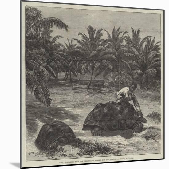 Giant Tortoises, from the Seychelles Islands, for the Zoological Society's Garden-null-Mounted Giclee Print