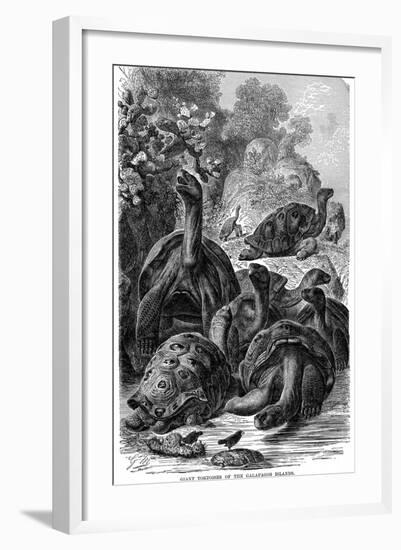 Giant Tortoises of the Galapagos Islands Which Were Observed by Darwin, 1894-null-Framed Giclee Print