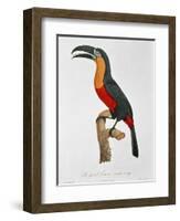 Giant Touraco, Engraved by Guyard-Jacques Barraband-Framed Giclee Print