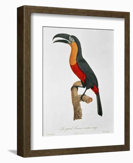 Giant Touraco, Engraved by Guyard-Jacques Barraband-Framed Giclee Print