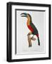 Giant Touraco, Engraved by Guyard-Jacques Barraband-Framed Giclee Print