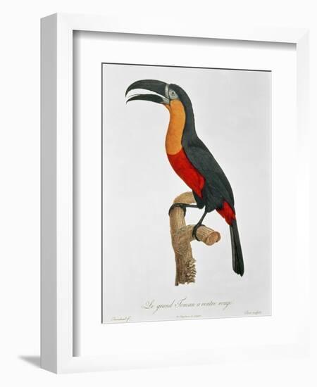 Giant Touraco, Engraved by Guyard-Jacques Barraband-Framed Giclee Print