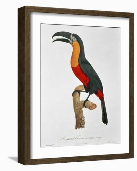 Giant Touraco, Engraved by Guyard-Jacques Barraband-Framed Giclee Print