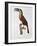 Giant Touraco, Engraved by Guyard-Jacques Barraband-Framed Giclee Print