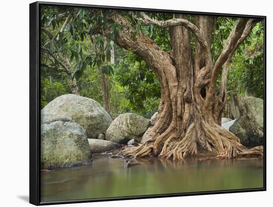 Giant Tree at River Than Sadet, Island Koh Phangan, Thailand-Rainer Mirau-Framed Photographic Print